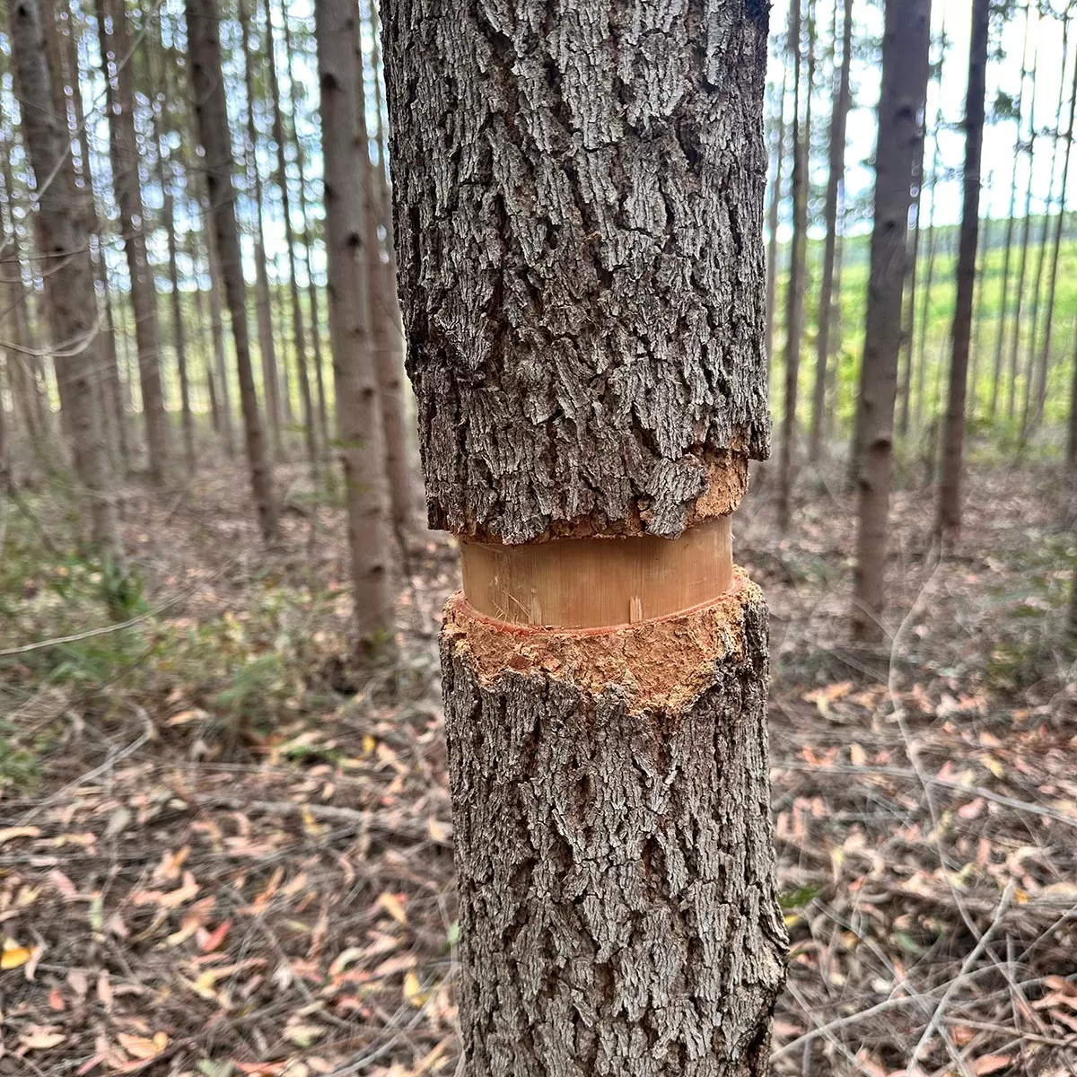 O que é o Eucalipto Cloeziana?