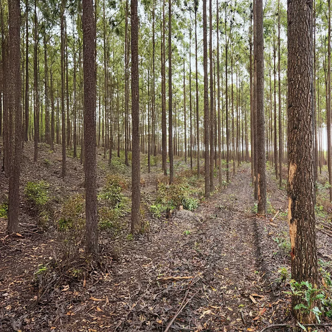 Eucalipto Especie Cloeziana