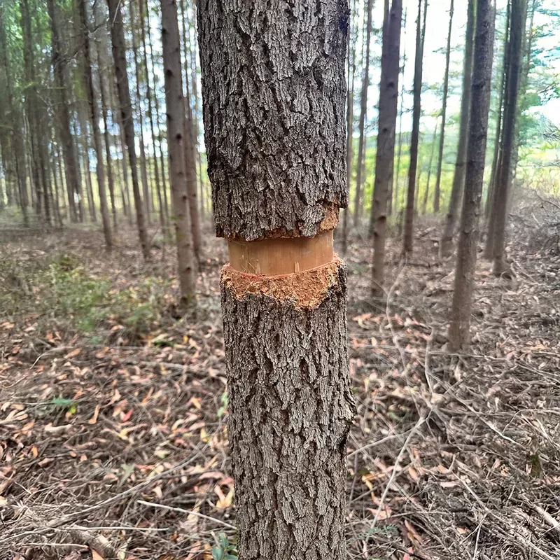 Eucalipto Especie Cloeziana