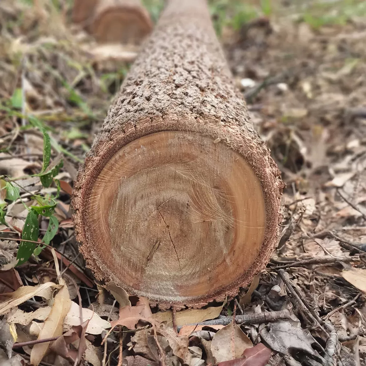 Eucalipto Especie Cloeziana